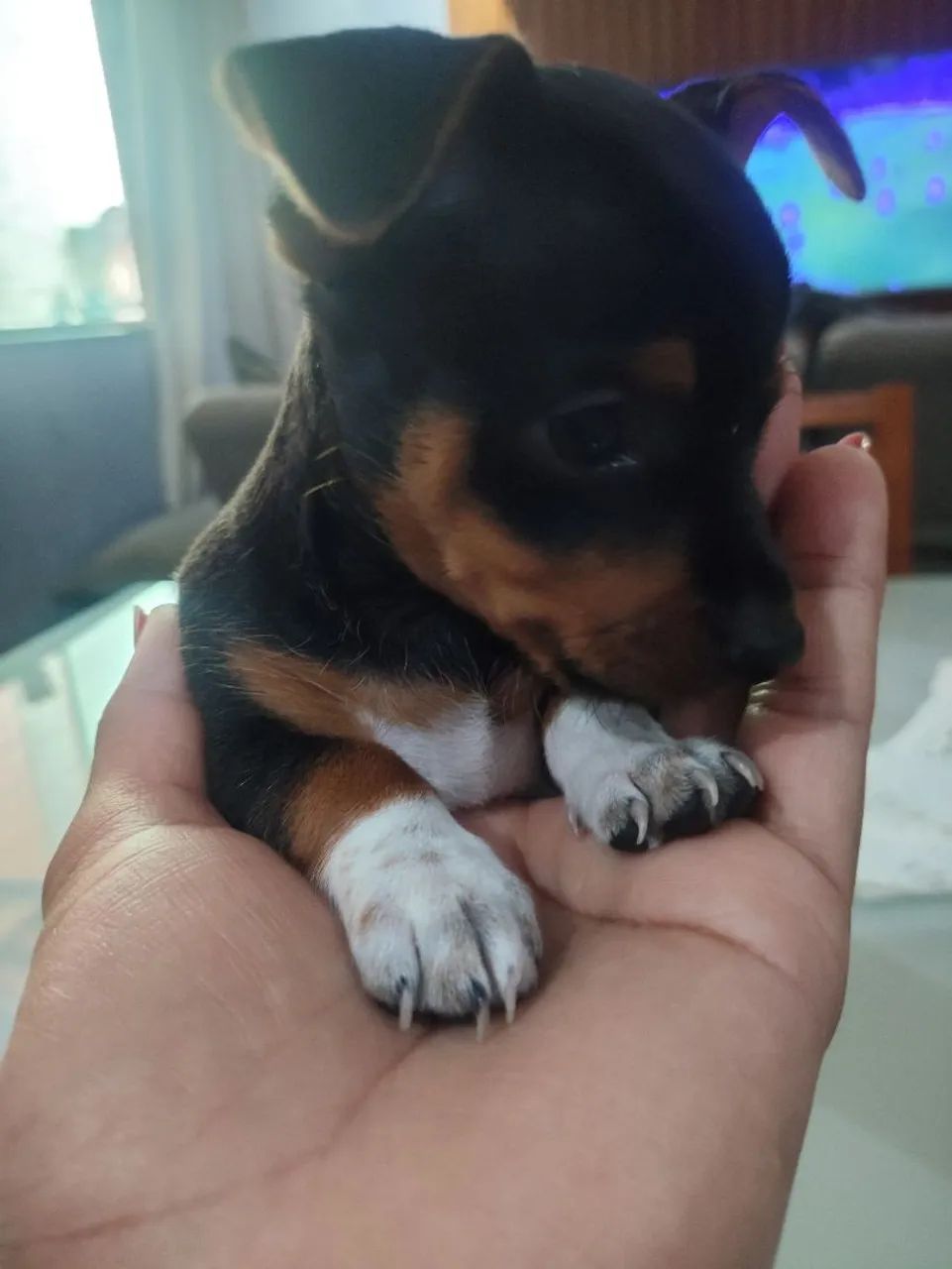 Vendo Pincher 1
