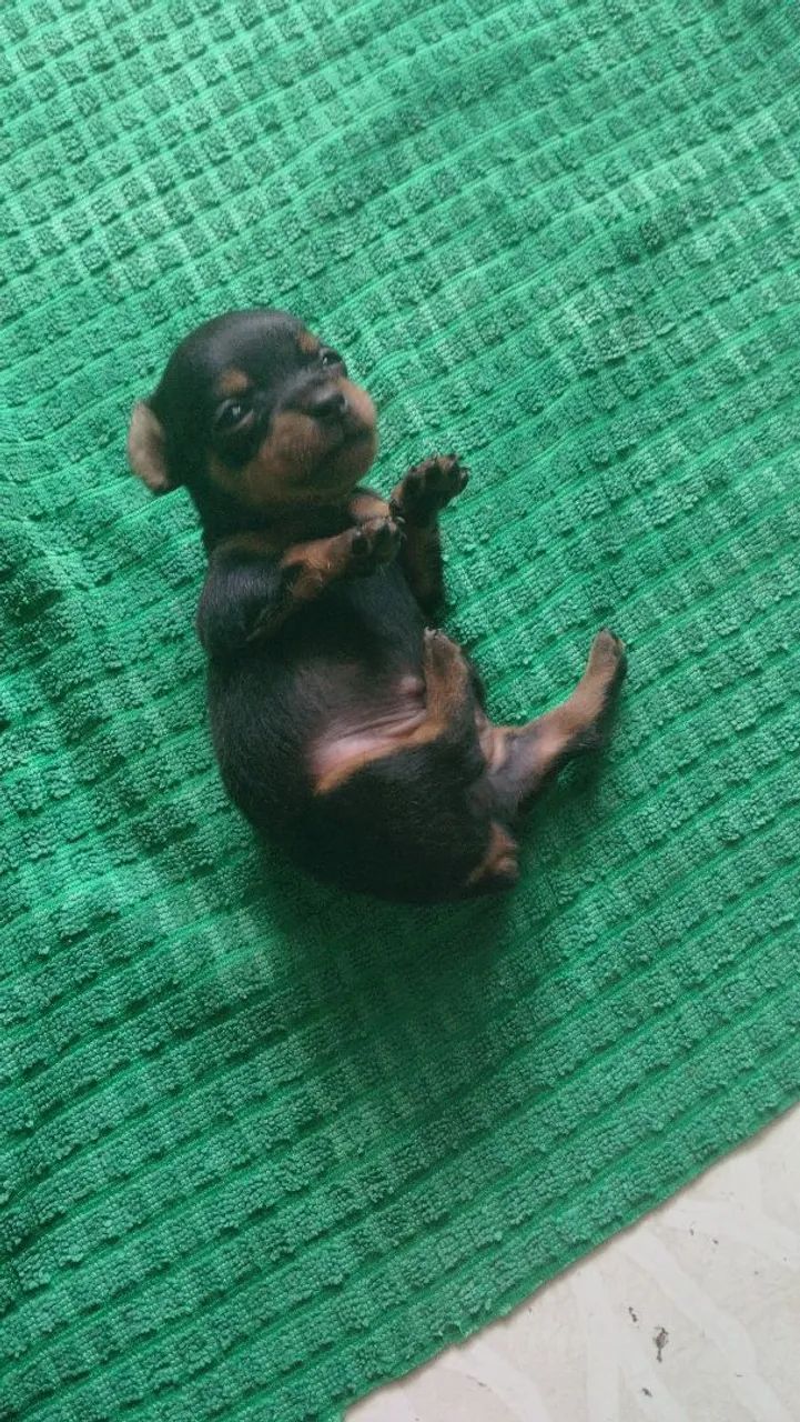 Pinscher 0 com 1 - Foto 4