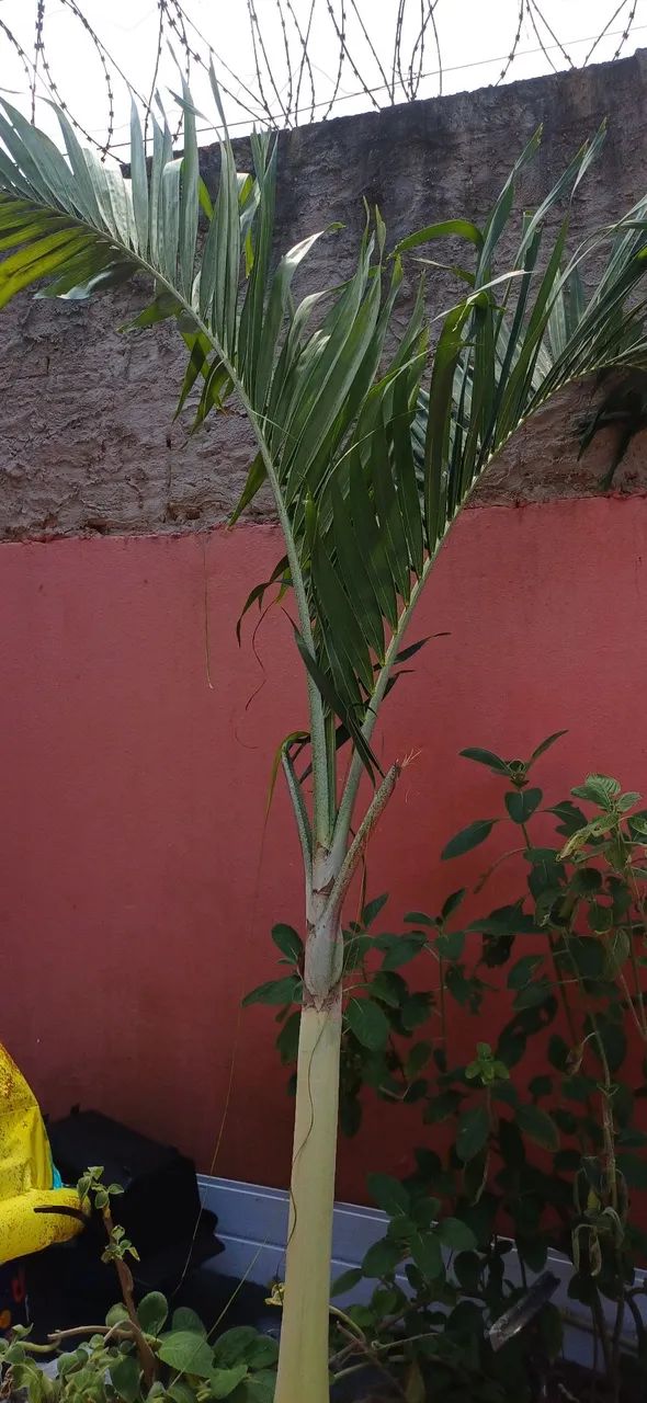 Vendo 2 árvore imperial  - Foto 2