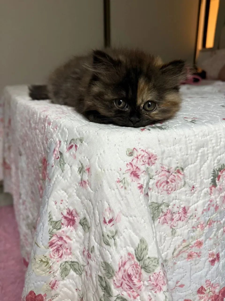 Gata Persa