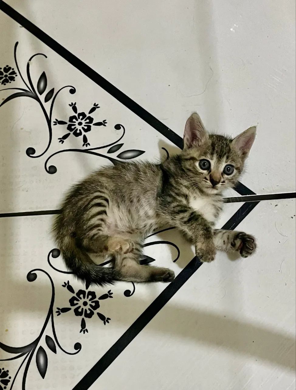 Gatinha pra adoção 