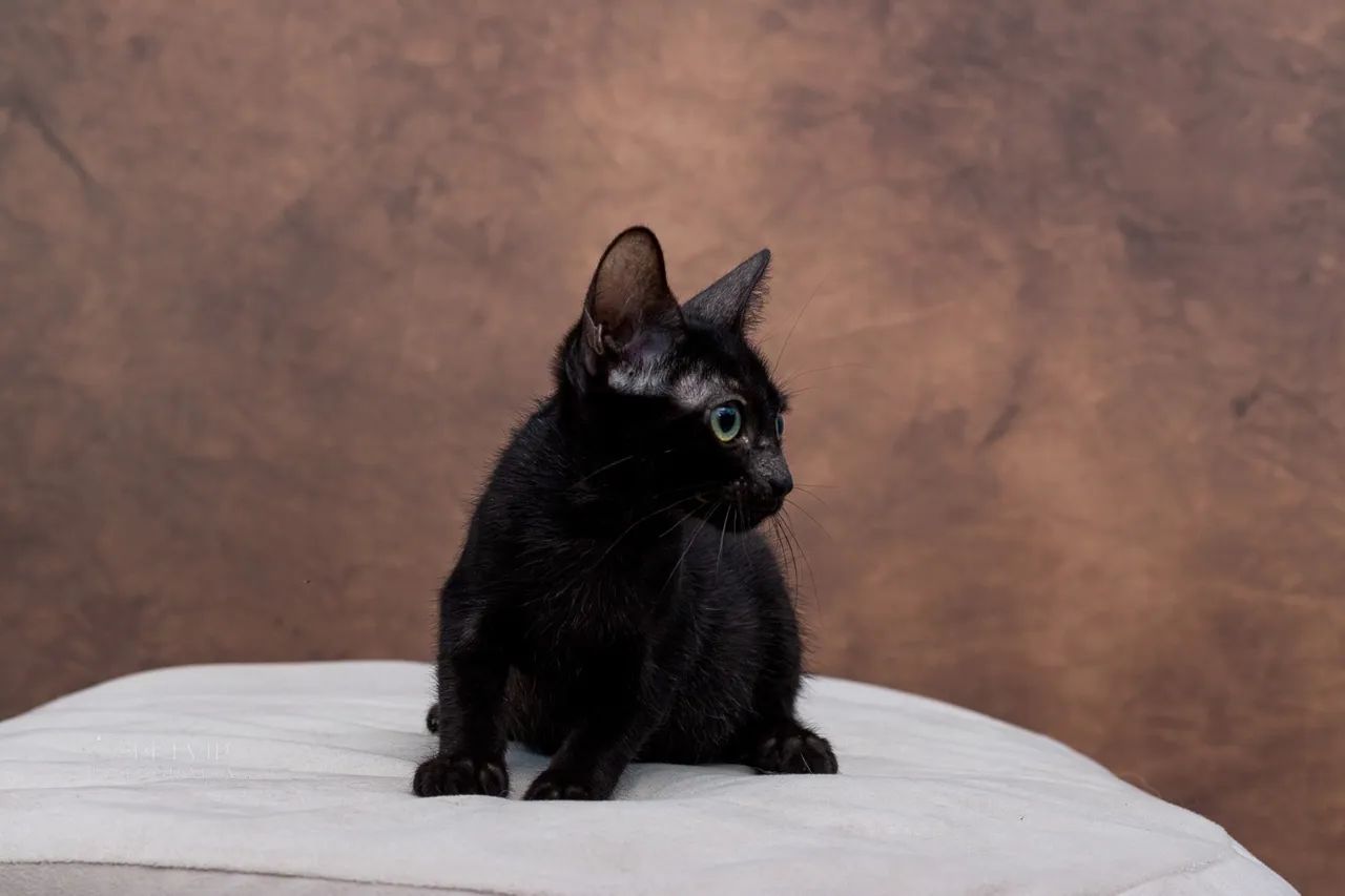 Filhotes  pretinhas adoção responsável  - Foto 5