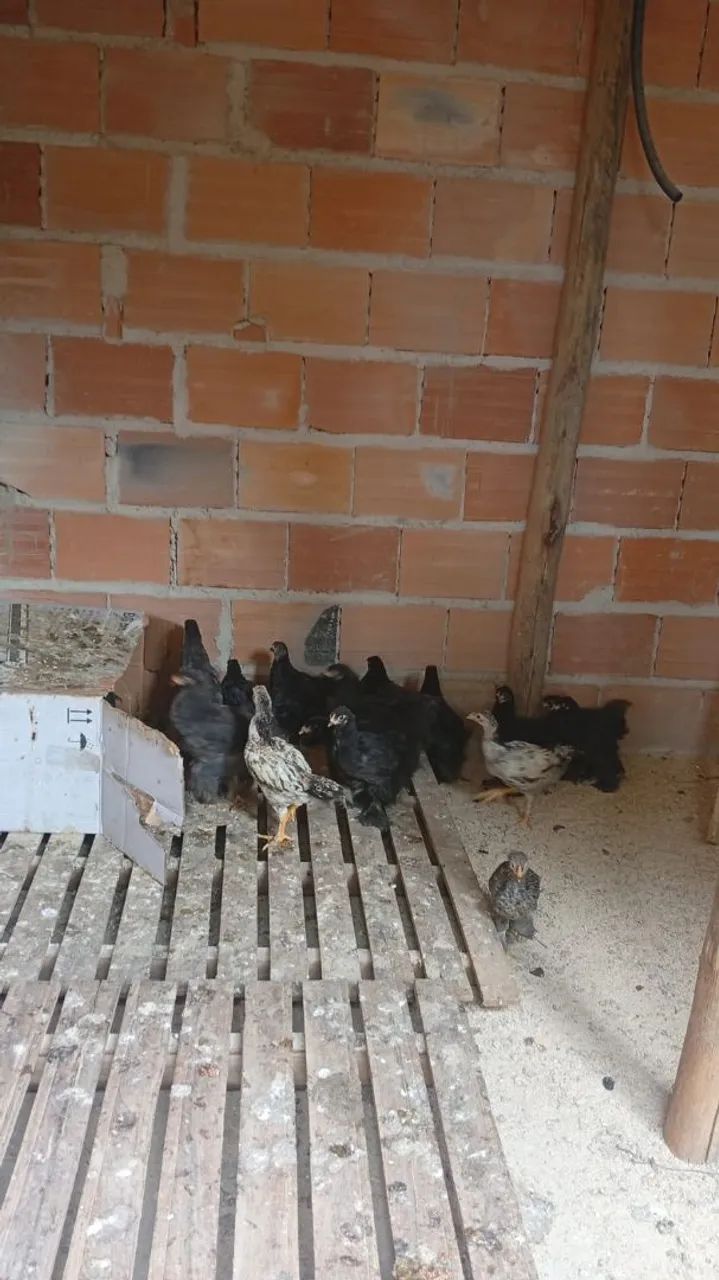 Pintinho e ovos galado raça Brahma Black. - Foto 4