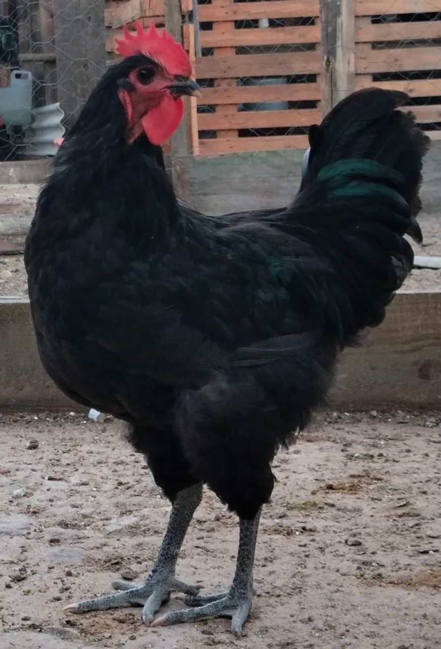 Galo - Foto 2