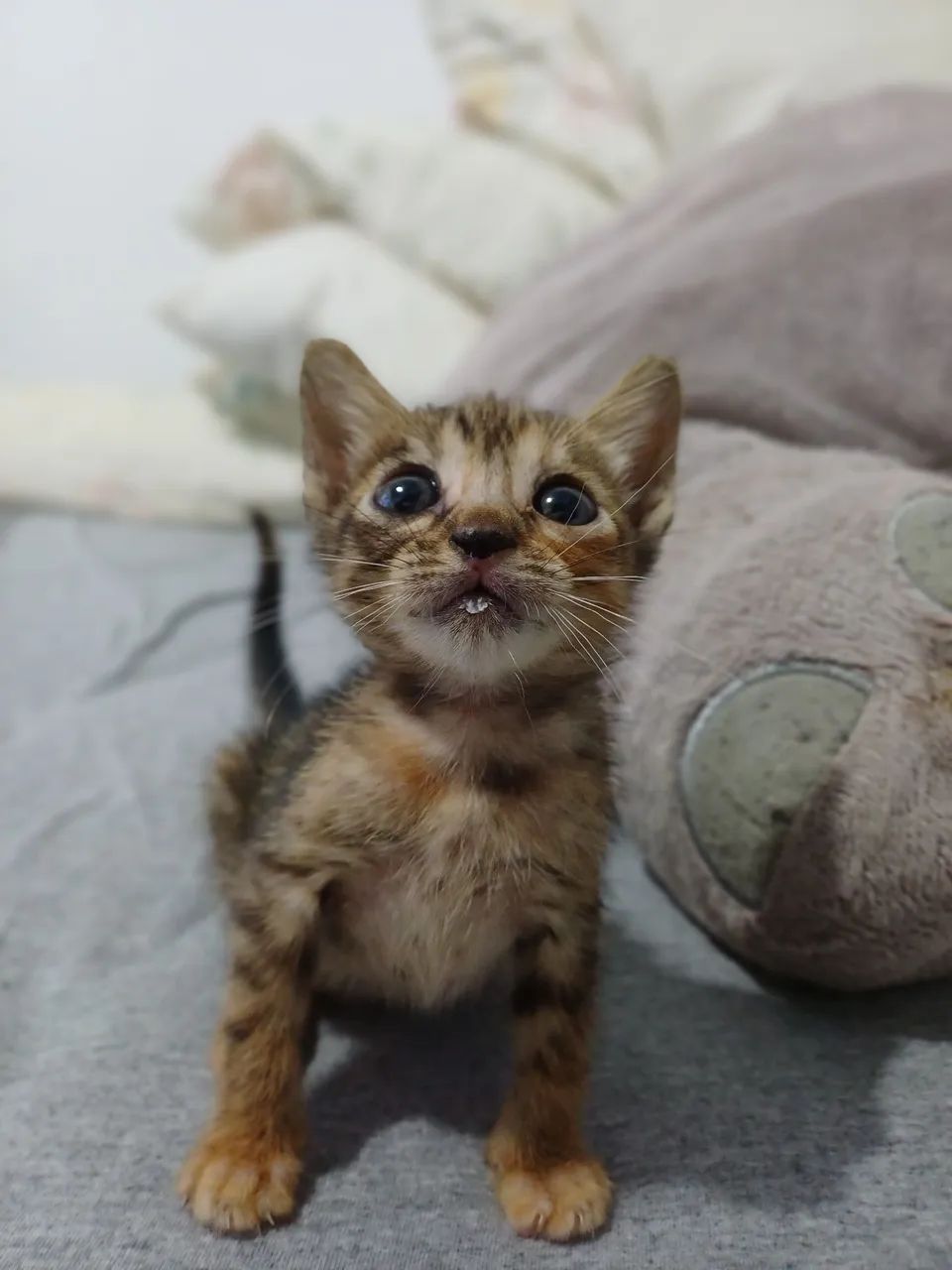 Filhotes de gato para adoção  - Foto 2