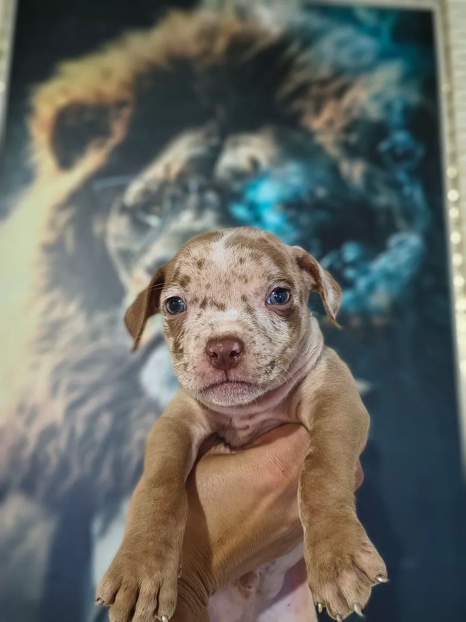 Pitbull x American Bully  - Foto 2