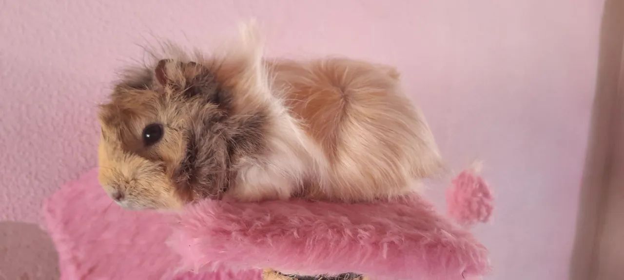 Porquinho da Índia Fêmea  - Foto 5