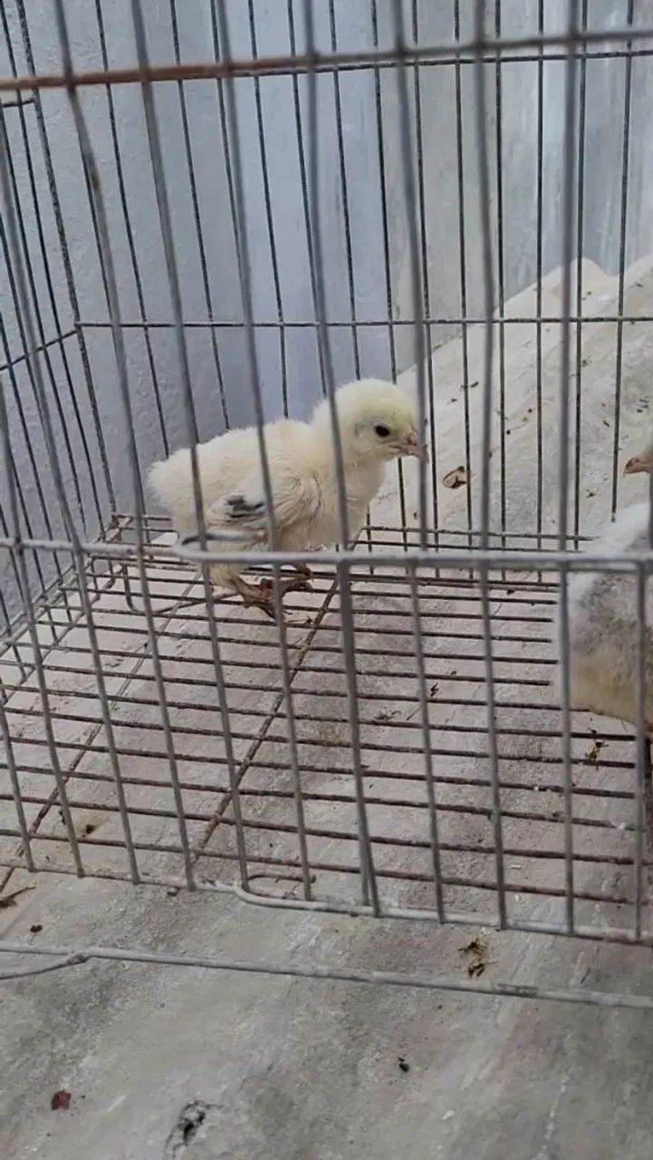 Pintos Brahma Light  - Foto 3