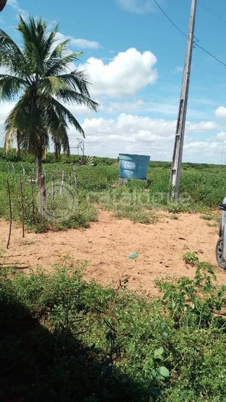 Fazenda em Afonso Bezerras 562 Ha - Foto 4