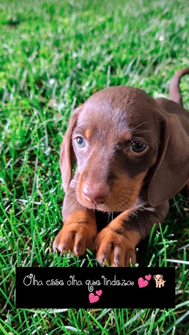 Dachshund macho chocolate  - Foto 5