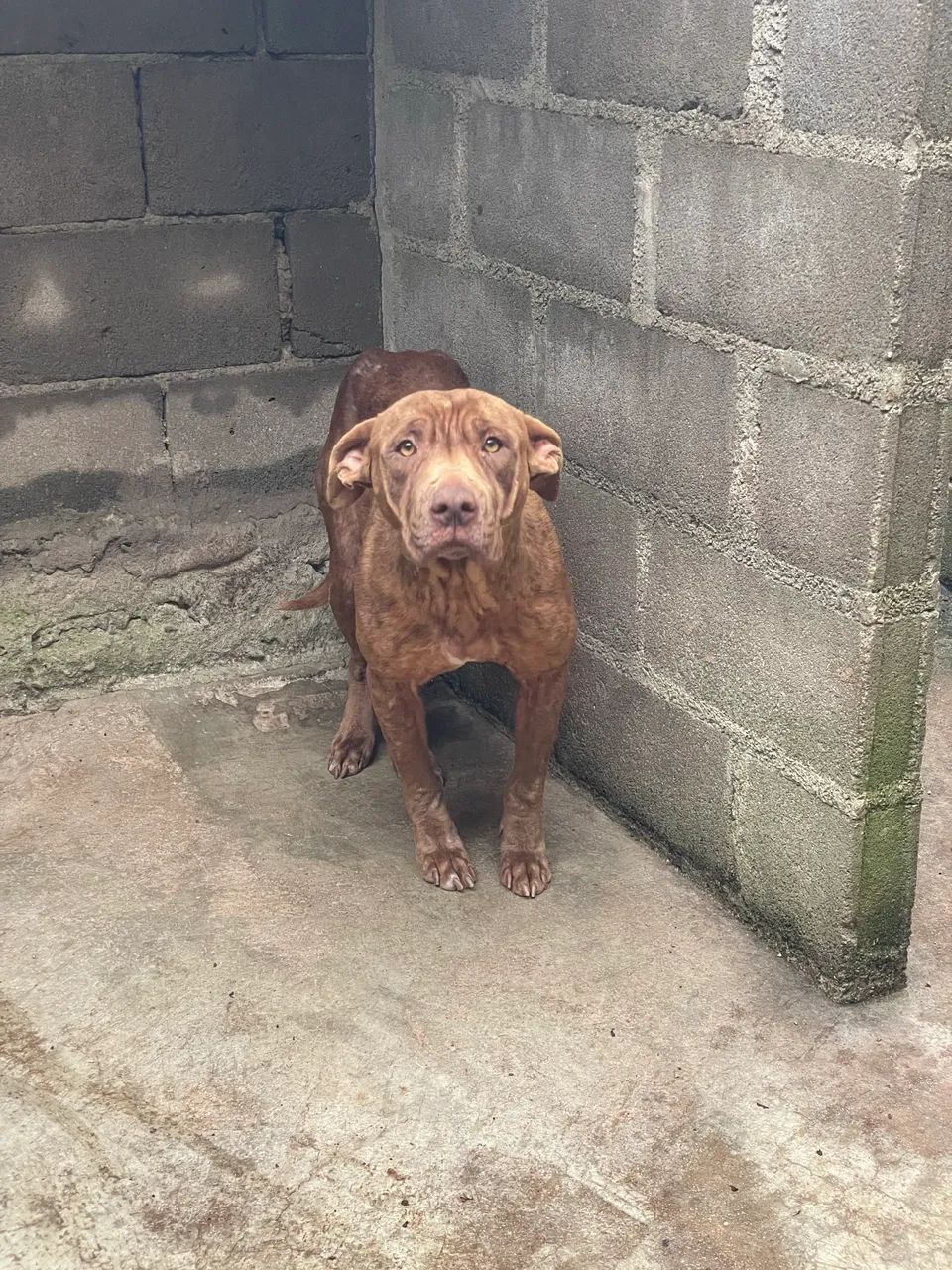 Pit bul fêmea  - Foto 4