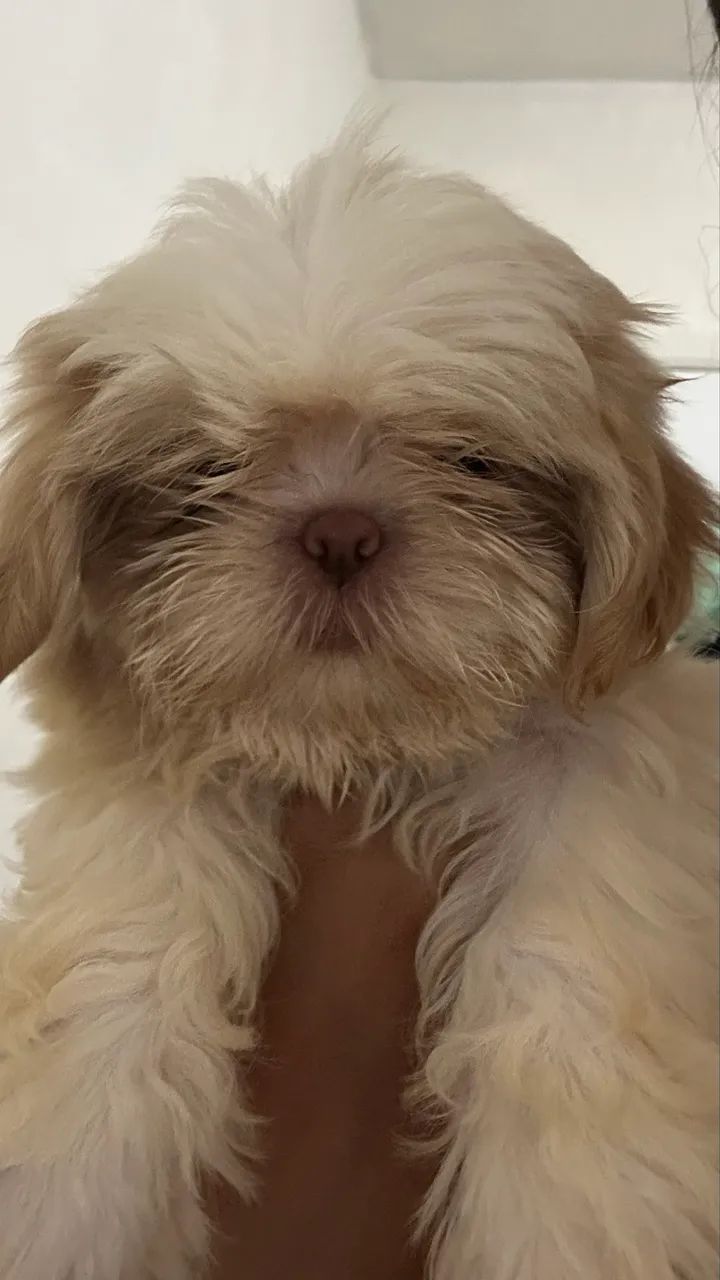 Micro Shitzu com dois meses a pronta entrega 