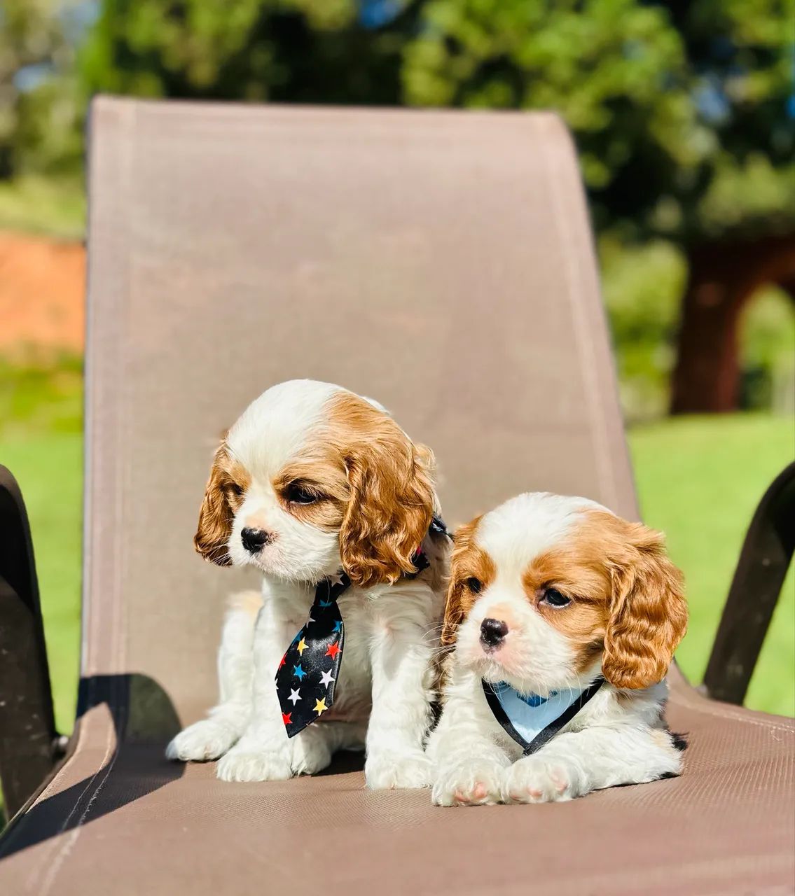 Cavalier king charles  - Foto 4