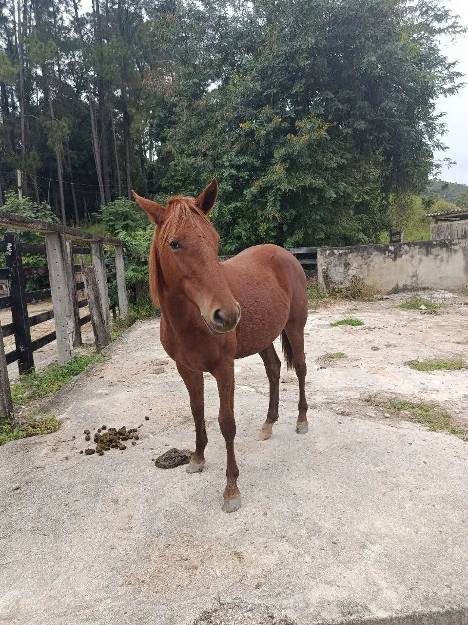 Potra mestiça quarto milha  - Foto 2