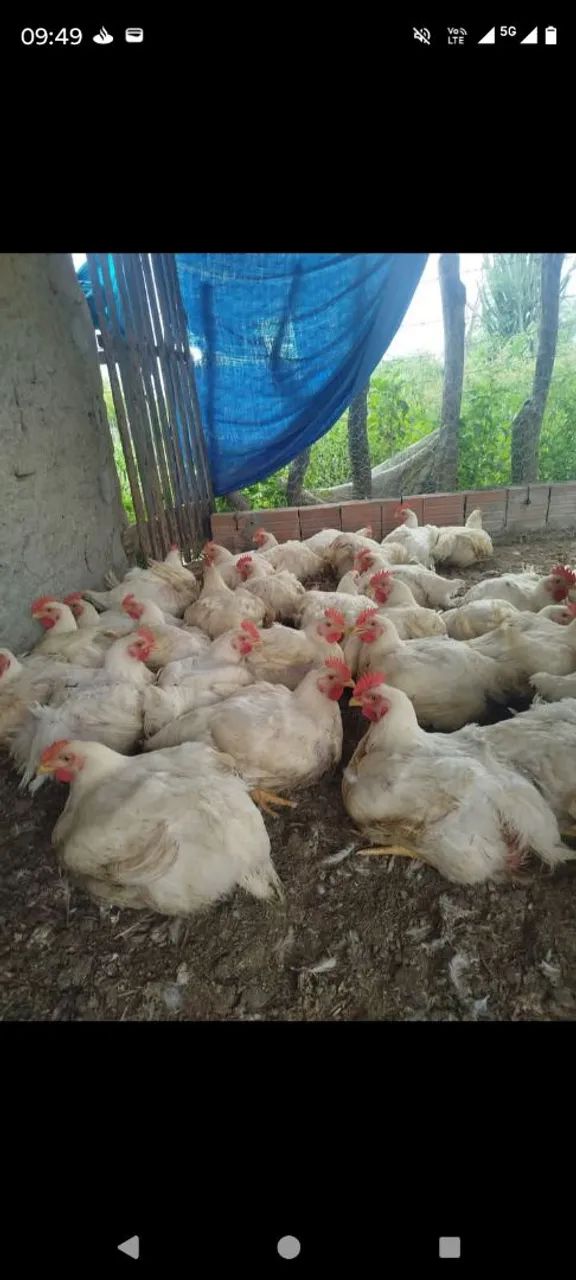 Frango  - Foto 2