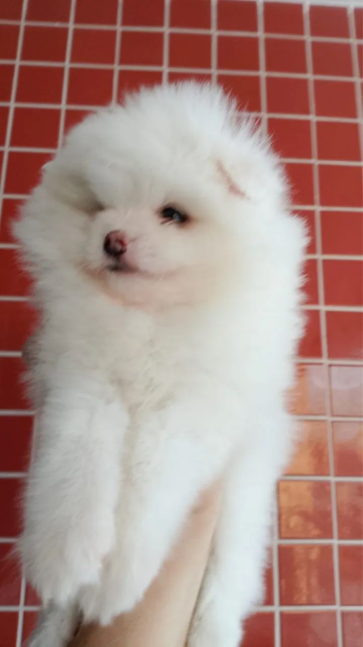 Spitz alemão macho  - Foto 2