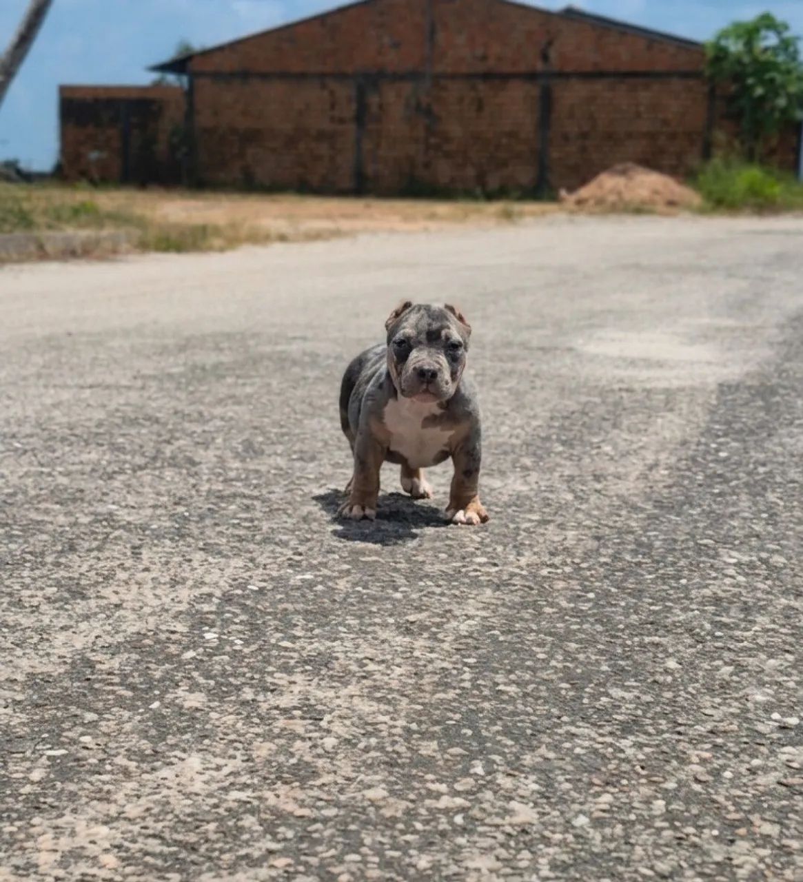 Exótic Bully - Foto 2