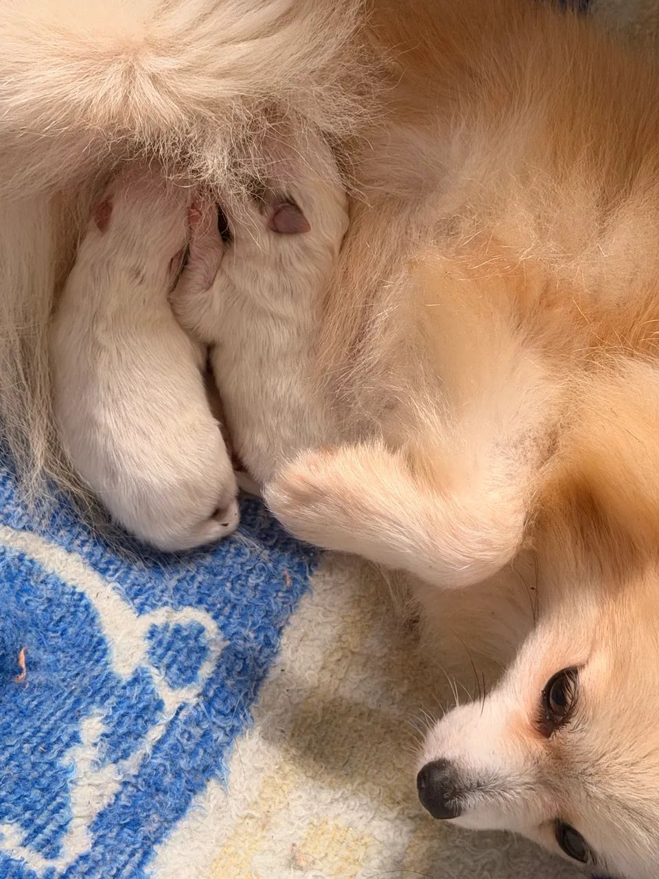 Lulu da pomerania  - Foto 2