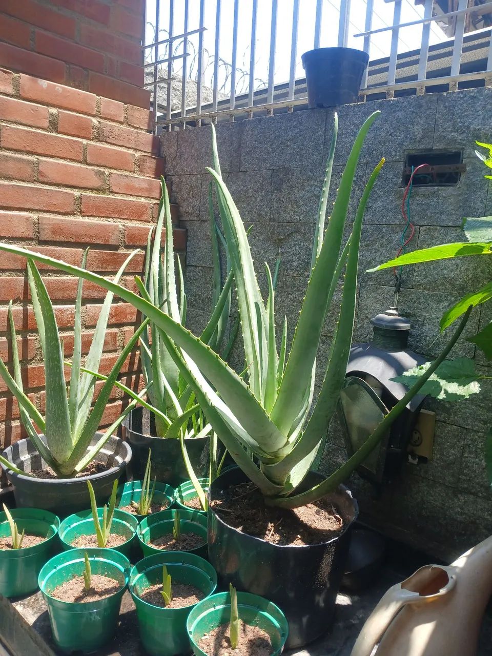 Babosa aloe Vera  - Foto 3