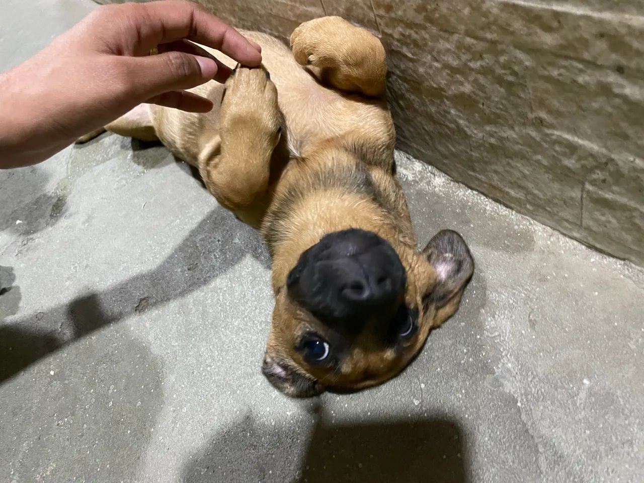 Cachorra vira-lata 6 meses