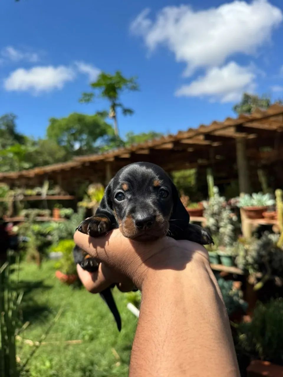 Dachshund macho  - Foto 2