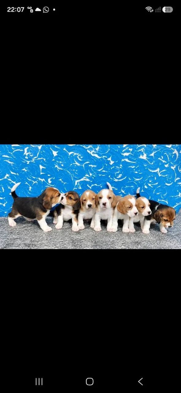 Filhotes de Beagle  - Foto 3