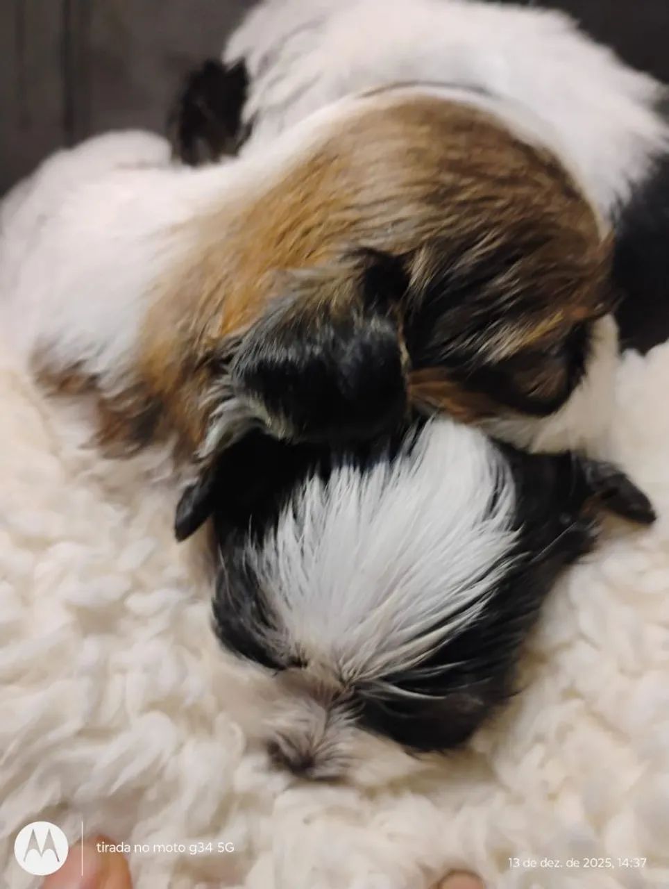 Filhotes de Shih Tzu - Foto 2