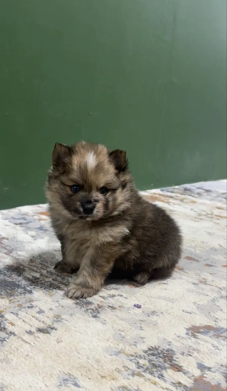 Filhote Lulu da pomerania  - Foto 4
