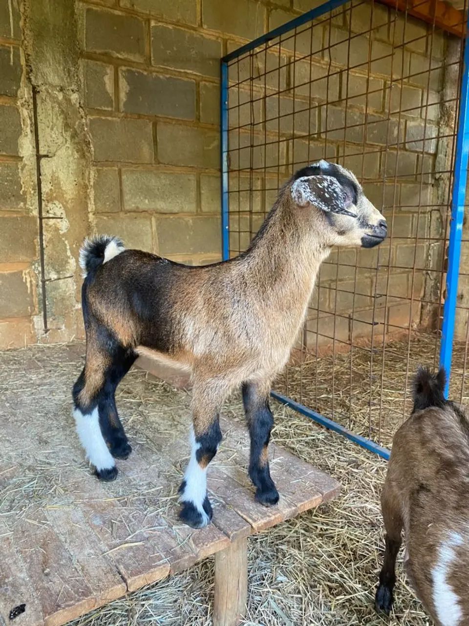 Mini cabritinho  - Foto 2