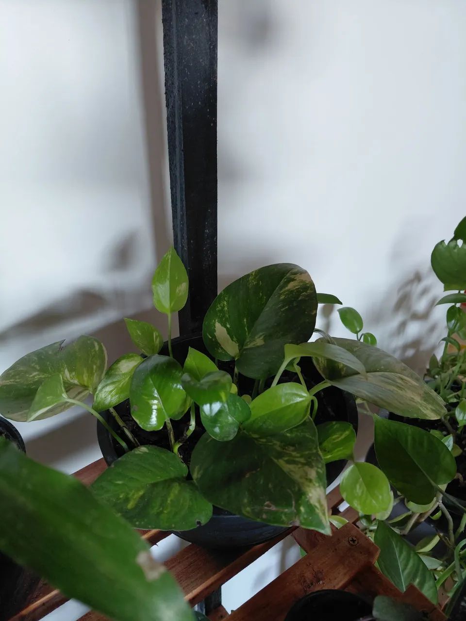 Plantas - Foto 4