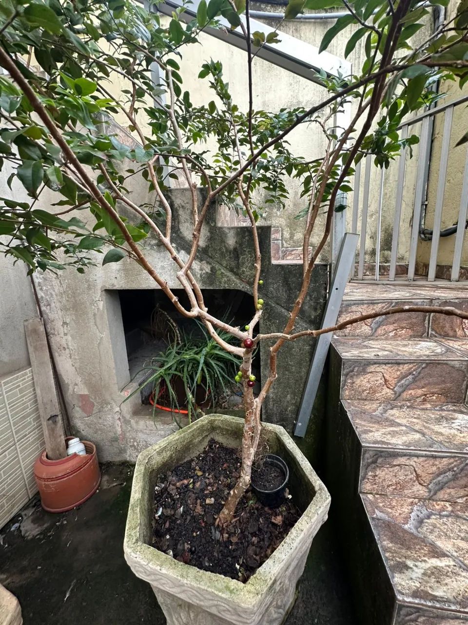 Pé de Jabuticaba e Acerola  - Foto 3