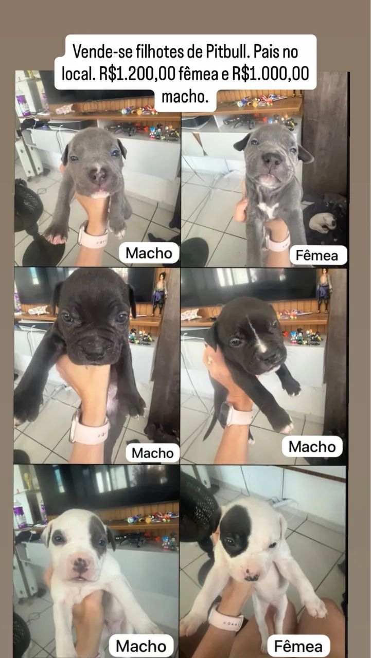 Lindos filhotes de pitbull 