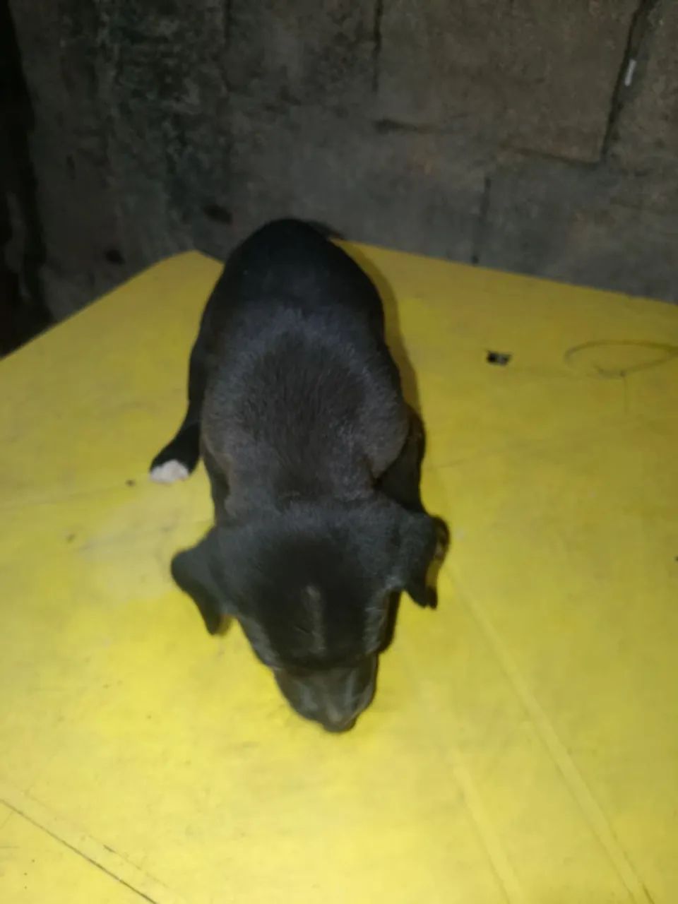 Doação de cachorrinhos  - Foto 5