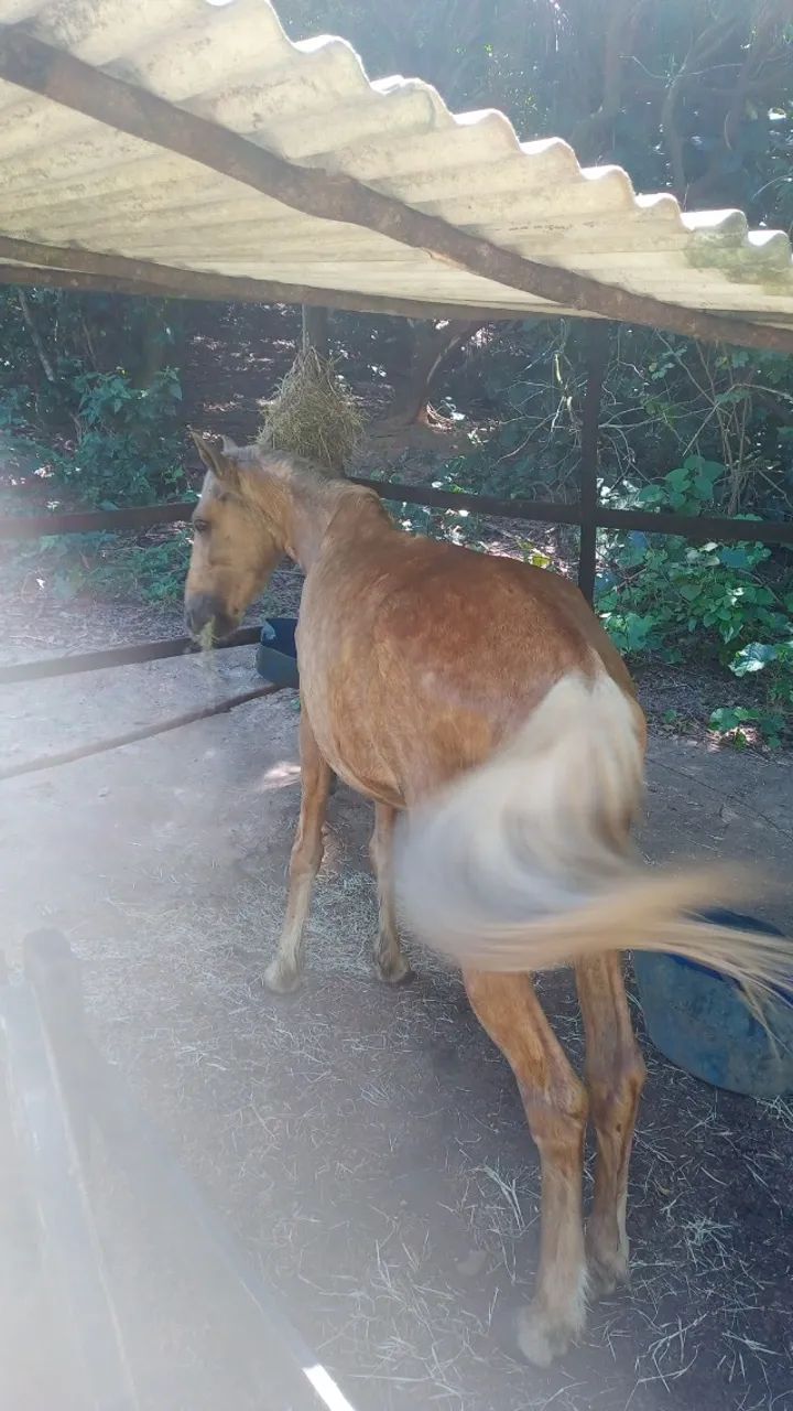 Cavalo - Foto 3