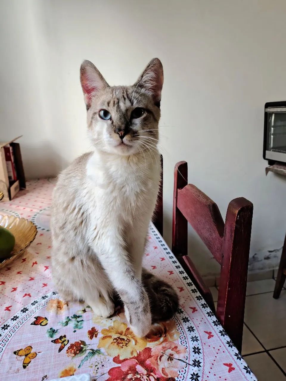 Doa-se gato  - Foto 5