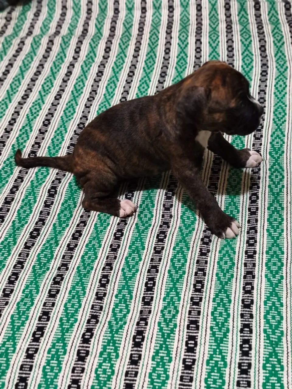 Filhote de Boxer - Foto 2