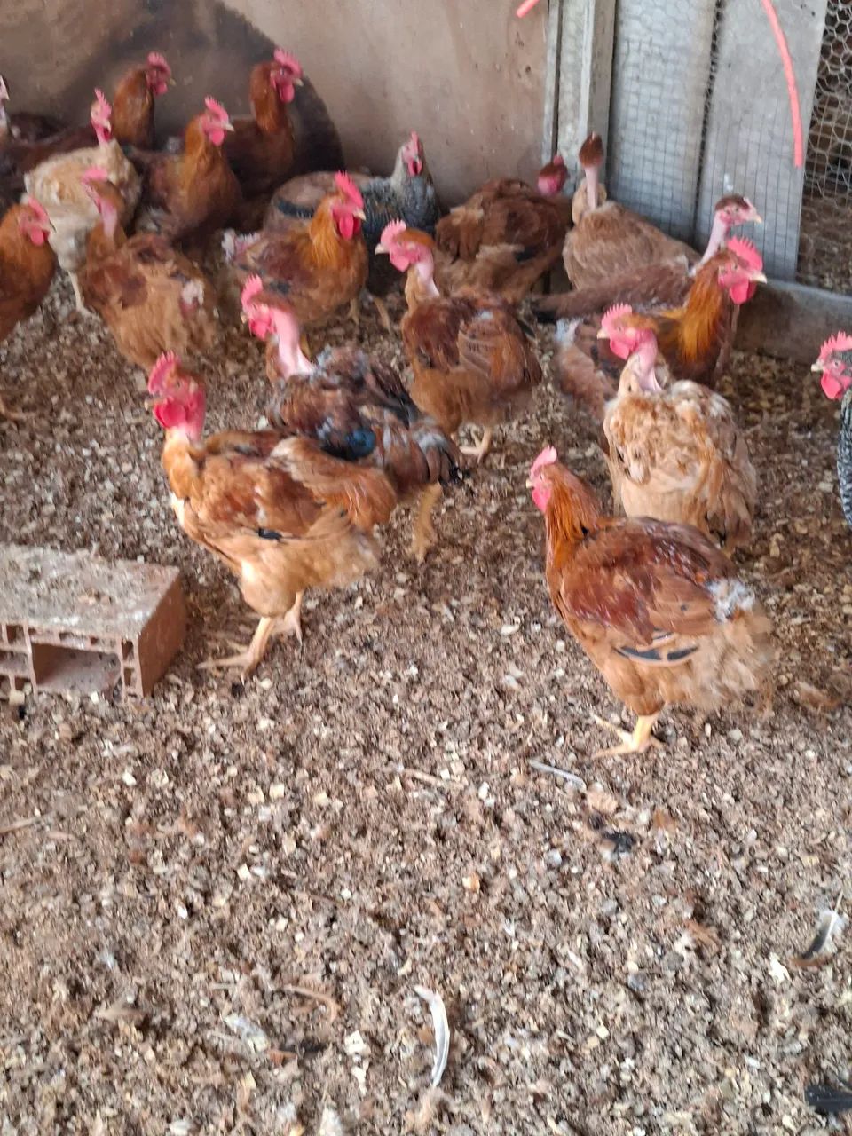 FRANGO CAIPIRA  - Foto 4