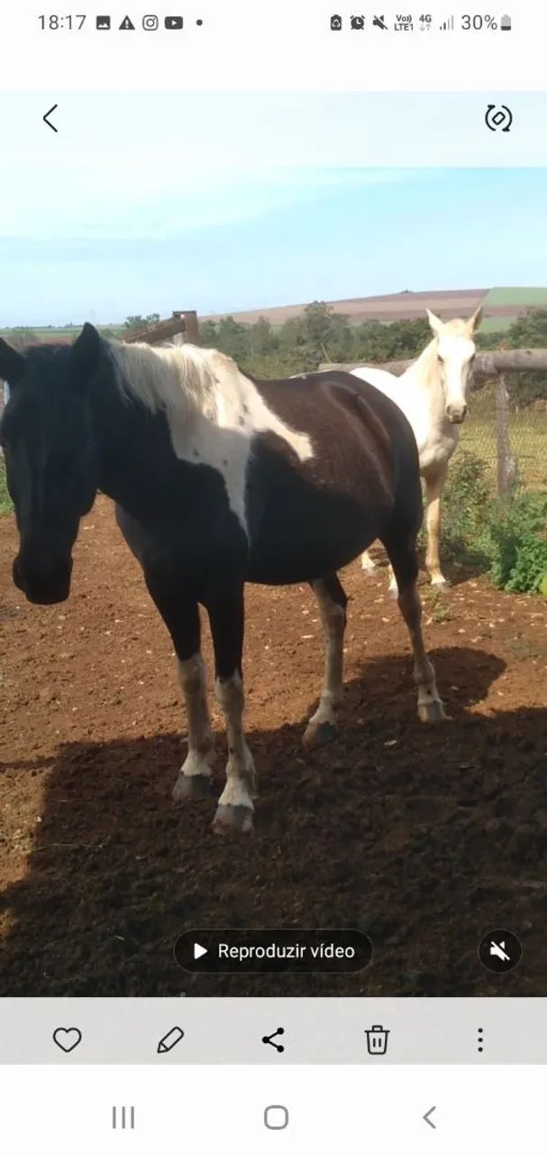 Vende-se duas eguas - Foto 2