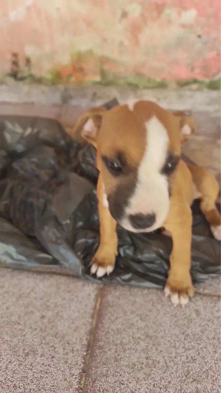 Pitbulls de raça - Foto 4