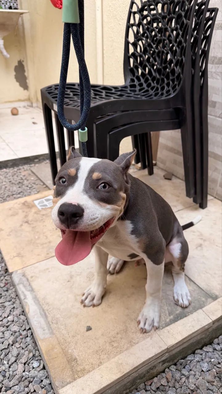 Cachorros  - Foto 2