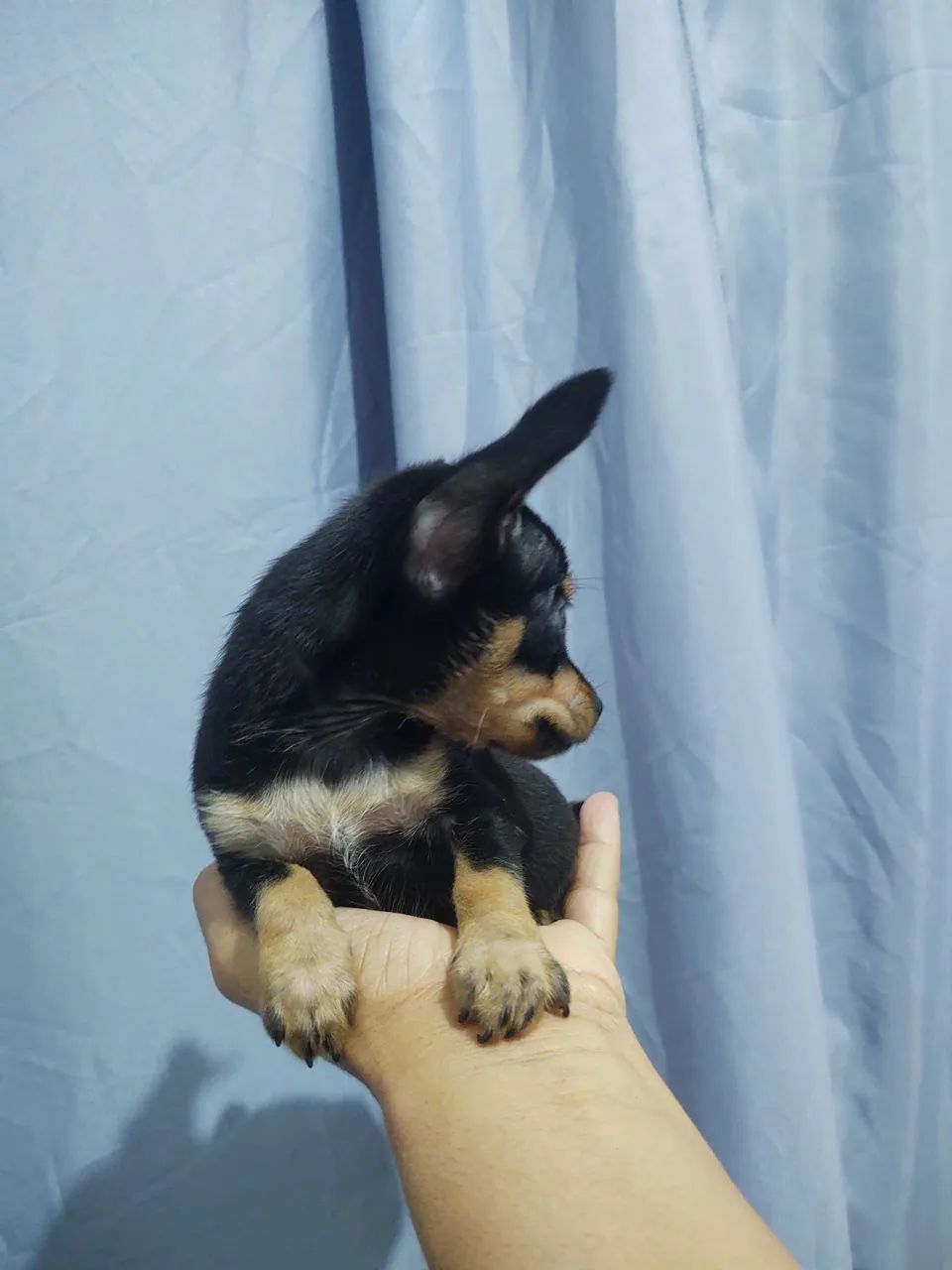 Pinscher  - Foto 5