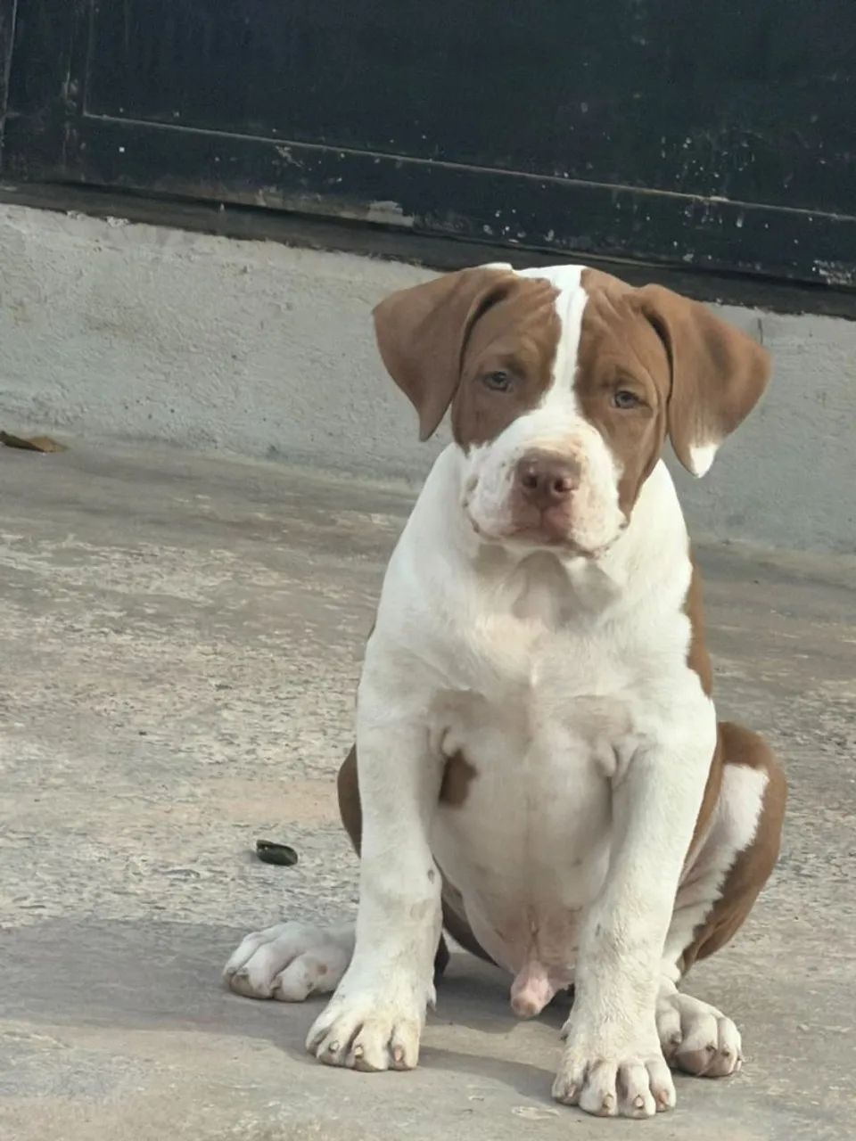 Vendo filhote de pitbull  - Foto 2