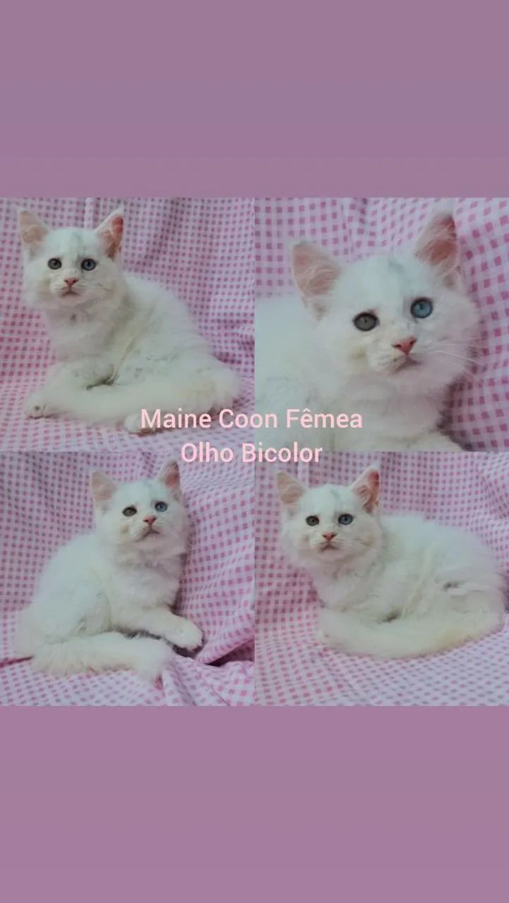 Maine Coon Filhotes - Gatil BSB Cat  - Foto 2