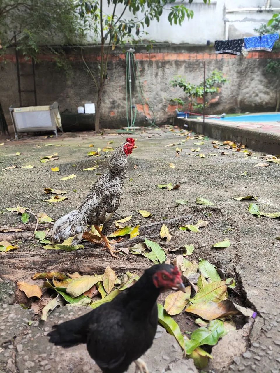 Galos de raça  - Foto 4
