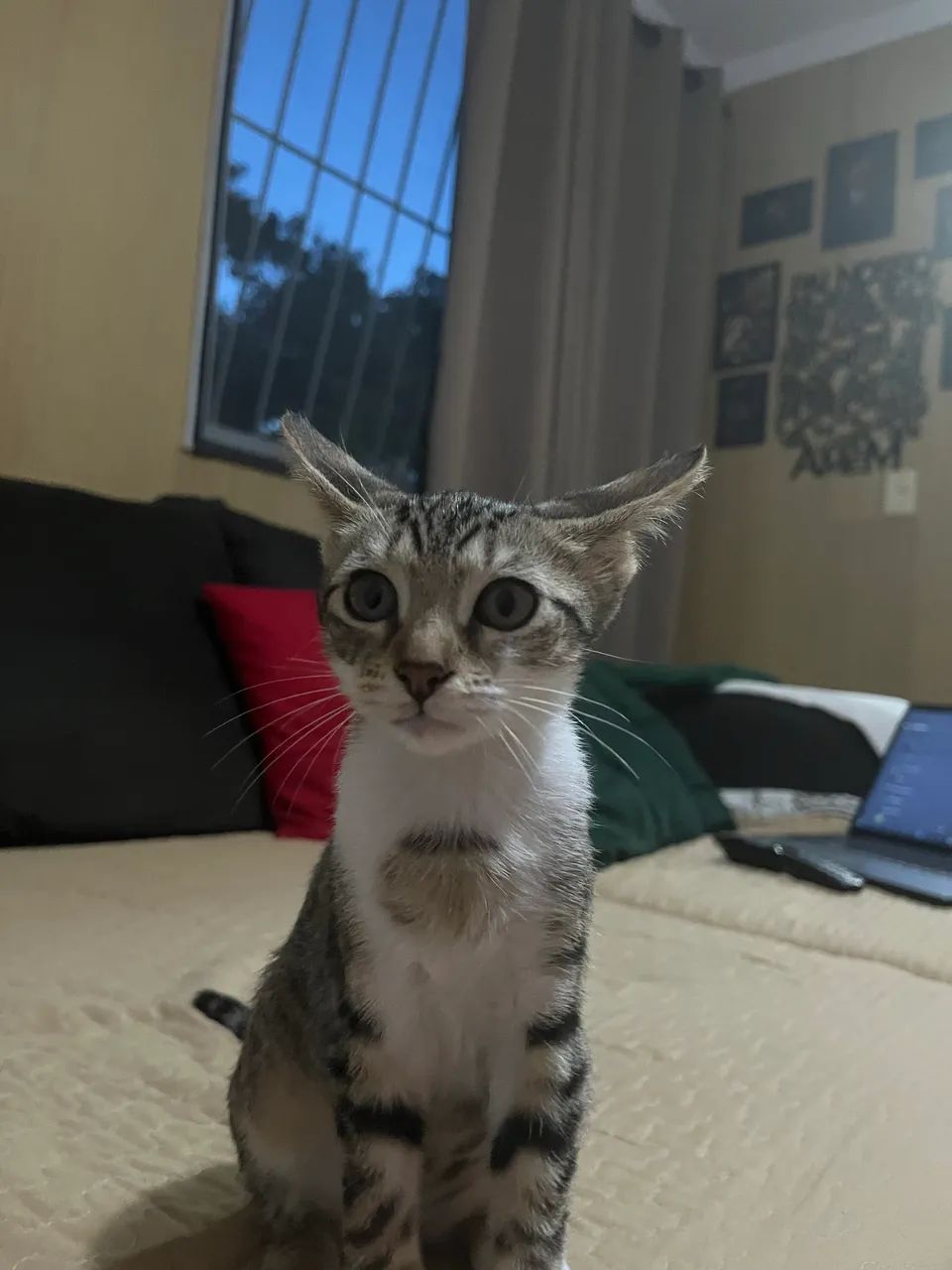 Gata tigradinha - Foto 2