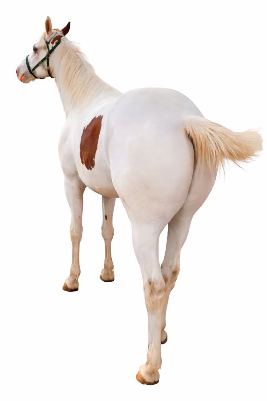 CAVALO POTRO PAINT HORSE REGISTRADO  - Foto 3