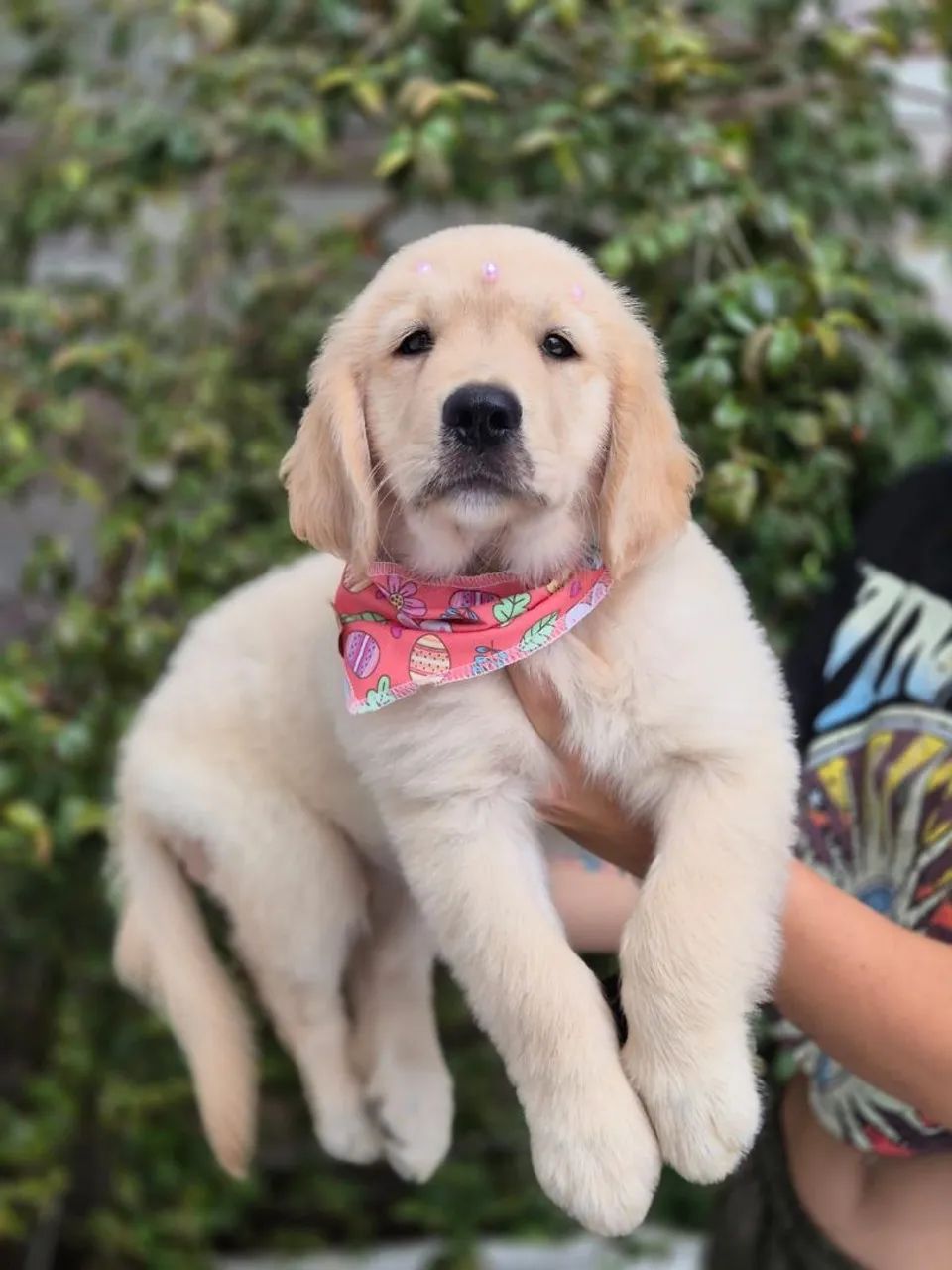 Filhotes de Golden Retriever - Foto 5