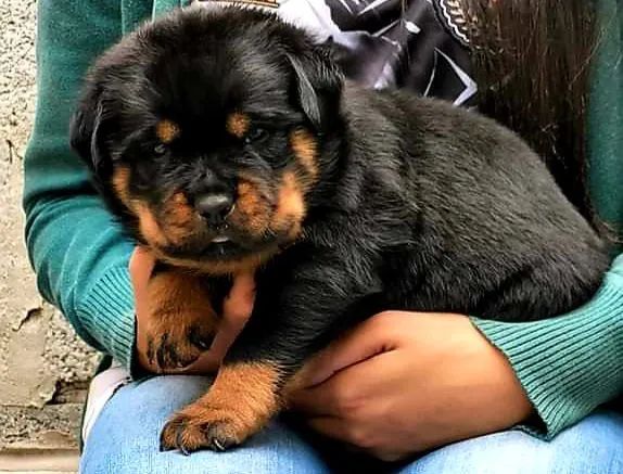 Rottweiler alemão perfeito - Foto 2