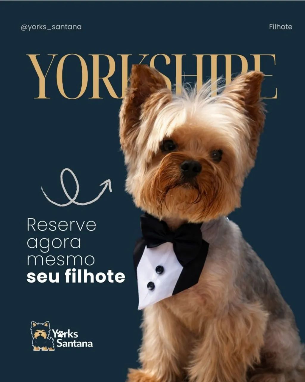 Yorkshire Terrier - machos  - Foto 5