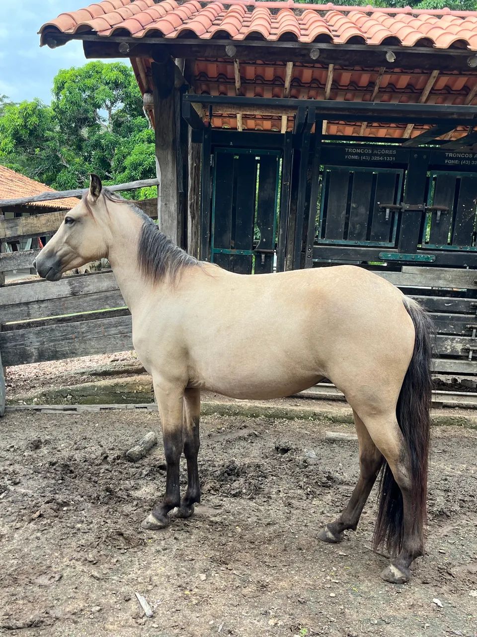 Potra égua mangalarga marchador  - Foto 3